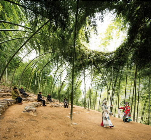 forêt bambous